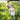 470547_lf-3 - Taylorson