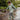 model_image - Taylorson